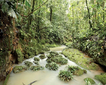 The Amazon Rainforest